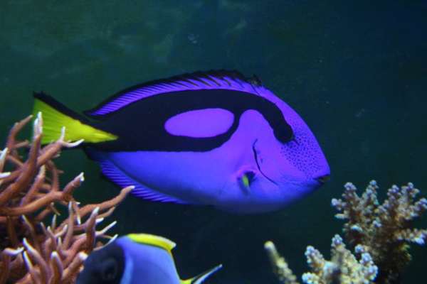 Regal Tang