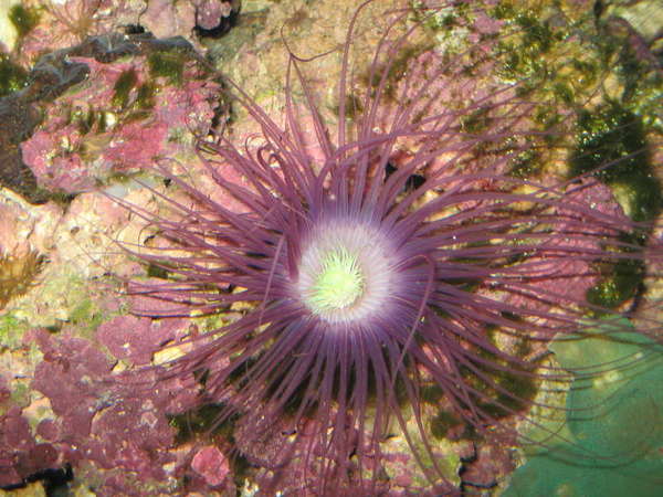 A purple Tube Anenome