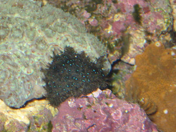 A new Blue Spot Sea Hare