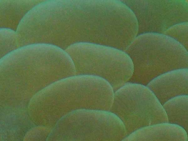 Green Bubble Coral