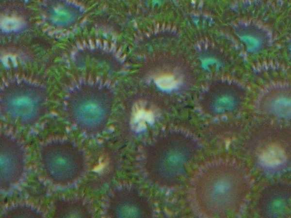 Green Zoas