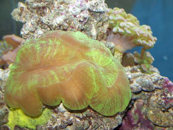 Green Brain