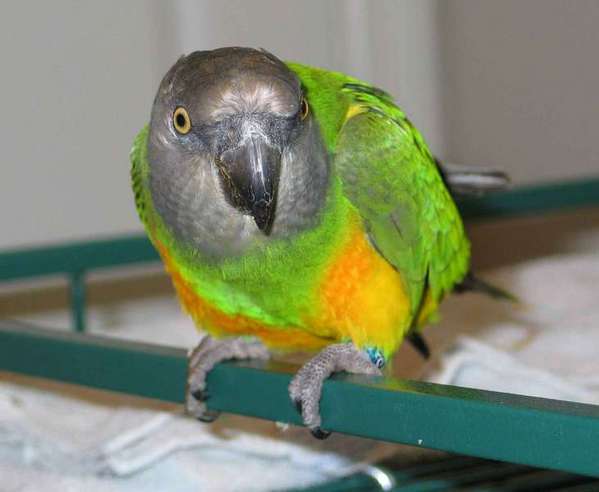 birds