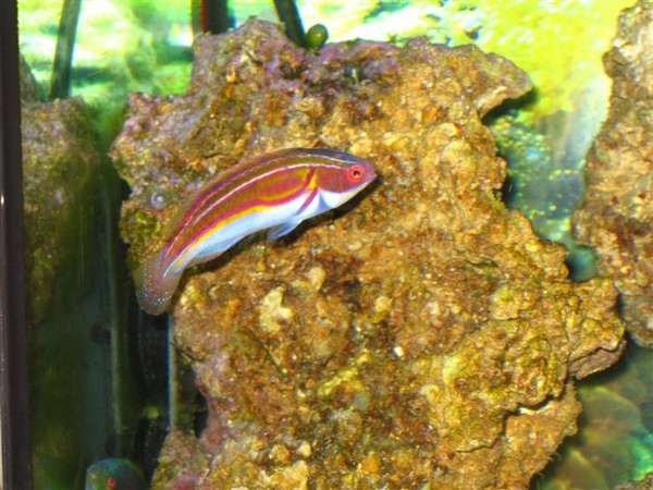 Labouti fairy WRASSE