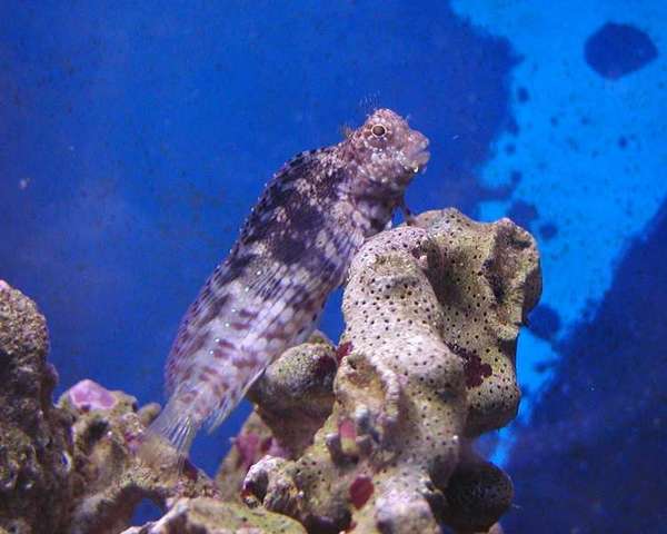 Lawnmower_Blenny