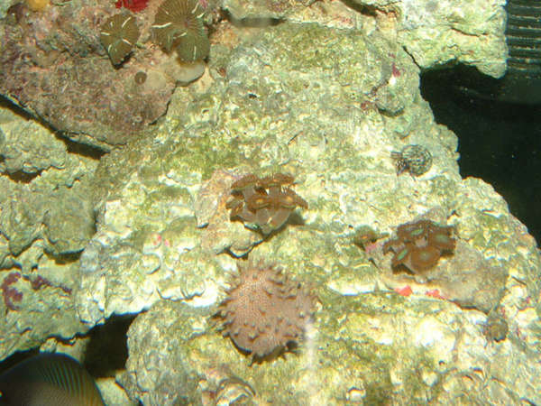 Leather_and_zoas