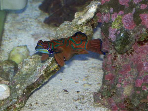 Mandarin