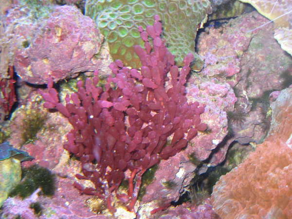 Red Bubble Algae