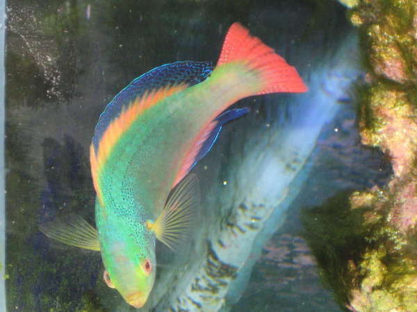 Australian Scott Fairy wrasse