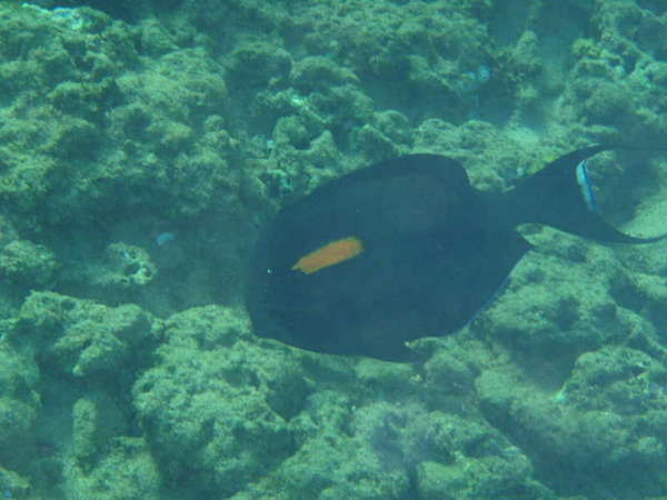 Maui_trip_018