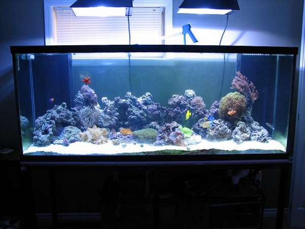 My_Tank_1