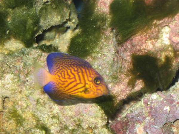 Mystery_Wrasse_006_Small_