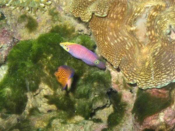 Mystery_Wrasse_020_Small_