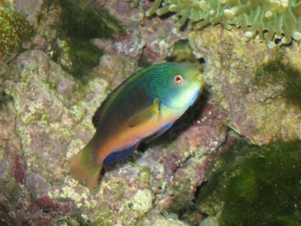 Mystery_Wrasse_040_Small_