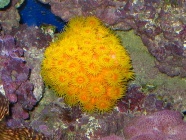 Sun Polyp