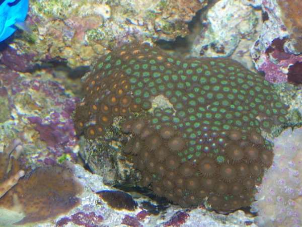 Michelle's Tank