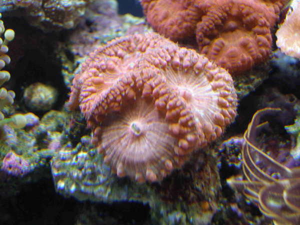 Blastomusa