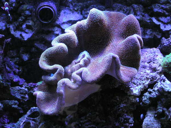 monster toadstool -15&quot;