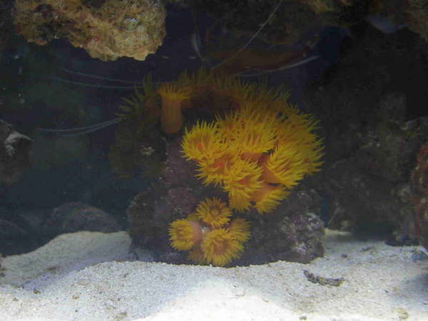 black and orange suncorals