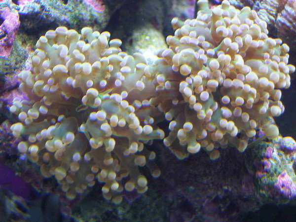 Frogspawn
