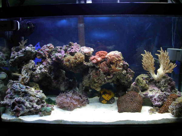 33G Tank