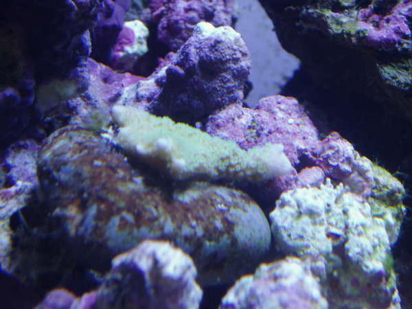 FRAG