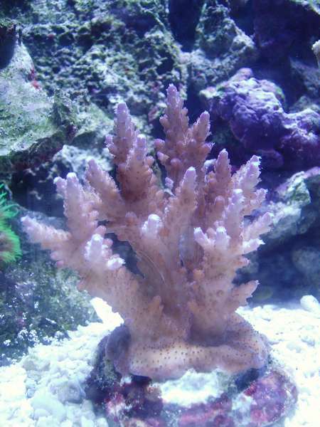 MY SECOND SPS  ACRO