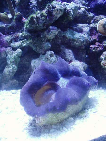 CLAM