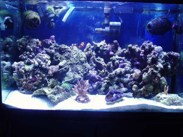 MY 30GAL TANK