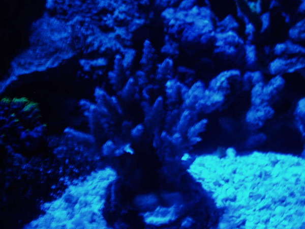 night shot