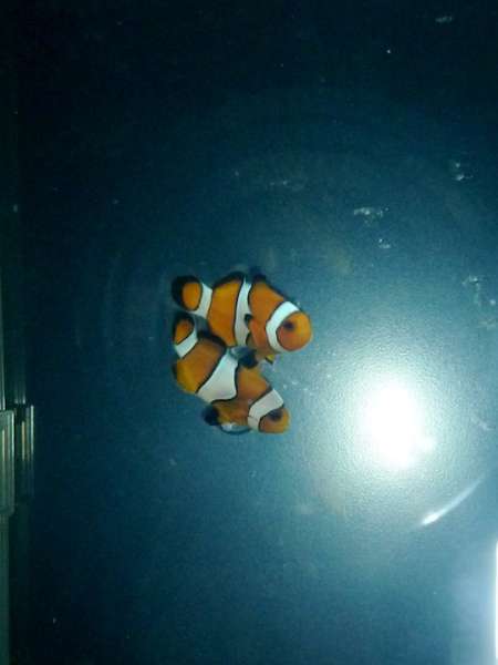 A. Ocellaris