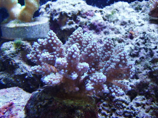 Picture_0011