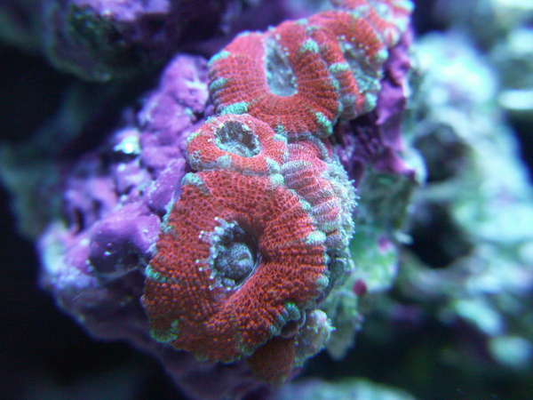 acan