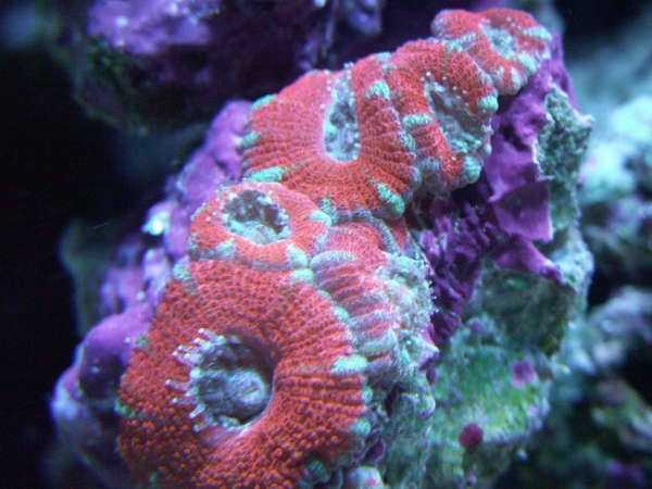 acan 2