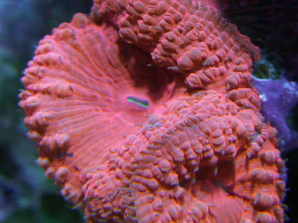 blasto