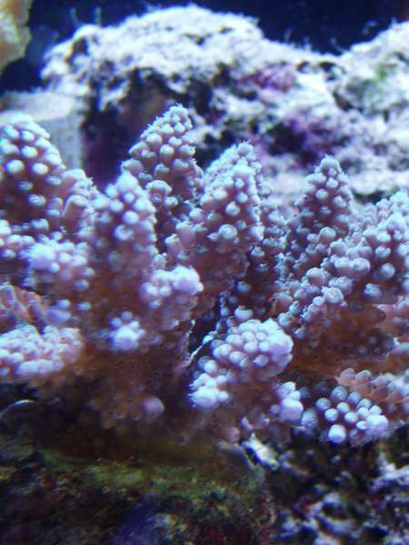 Picture_007