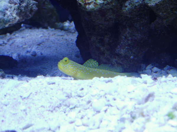 yellow goby