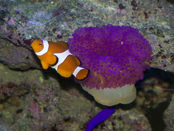Michelle's Tank