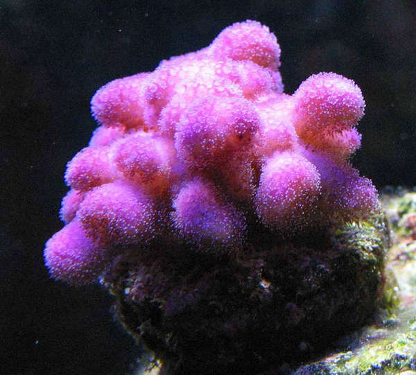 PinkPocilopora