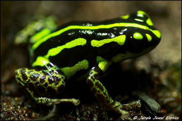 Ranitomeya flavourvittata