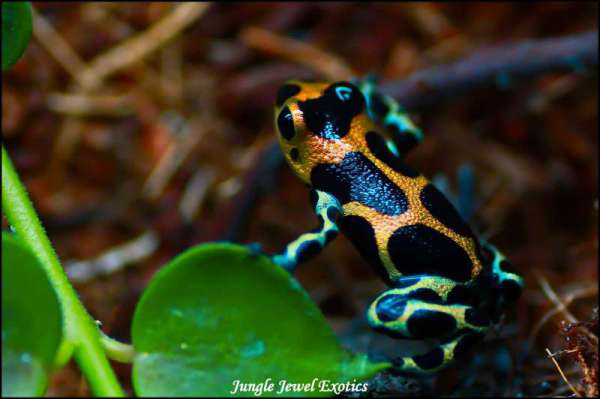 Ranitomeya imitator chazuta