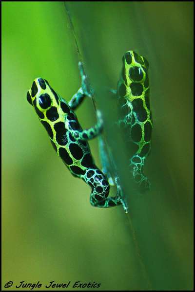 Ranitomeya variabilius highland