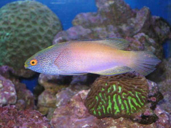 Rhomboid Fairy Wrasse