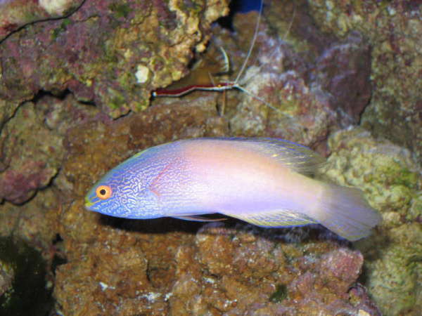Rhomboid Fairy Wrasse