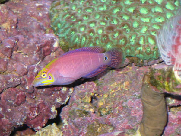 Mystery Wrasse