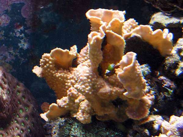 ScrollCoral