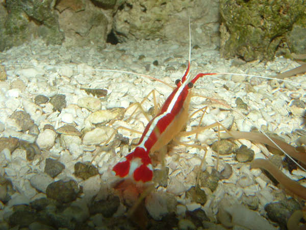 Shrimp