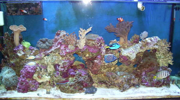 90 Gallon