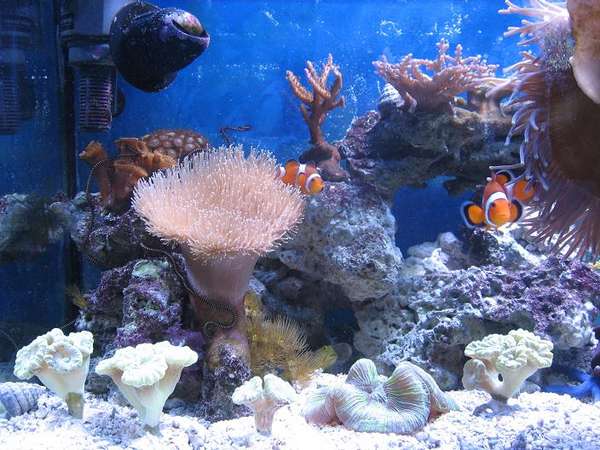 frags for sale