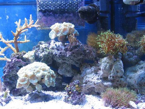 frags for sale